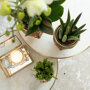 Witte orchidee en Rhipsalis op gouden schaal